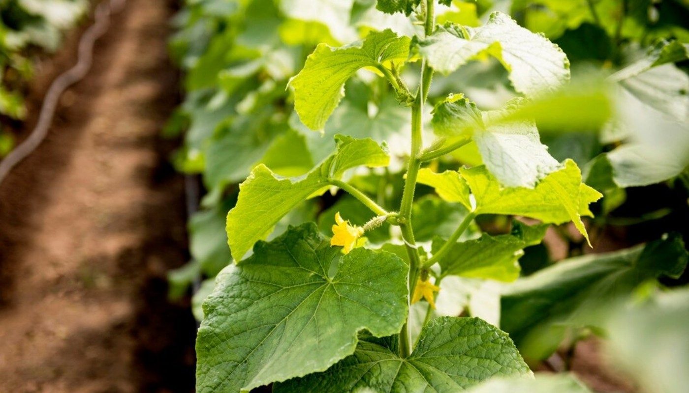 Огурцов в теплице будет море! Весной добавьте в грядки 3 части этого удобрения — и устанете снимать урожай
