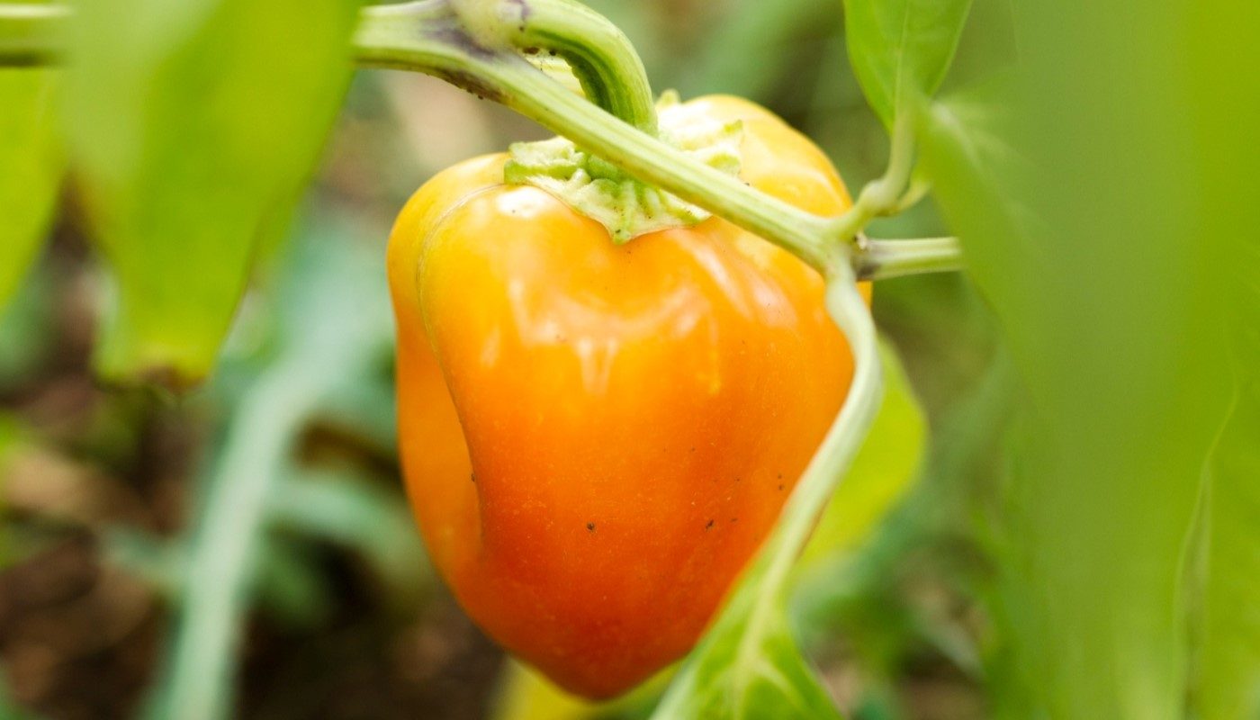 Перцы быстрее вырастут, а здоровье у них будет отменное: этот способ выращивания упростит жизнь дачника