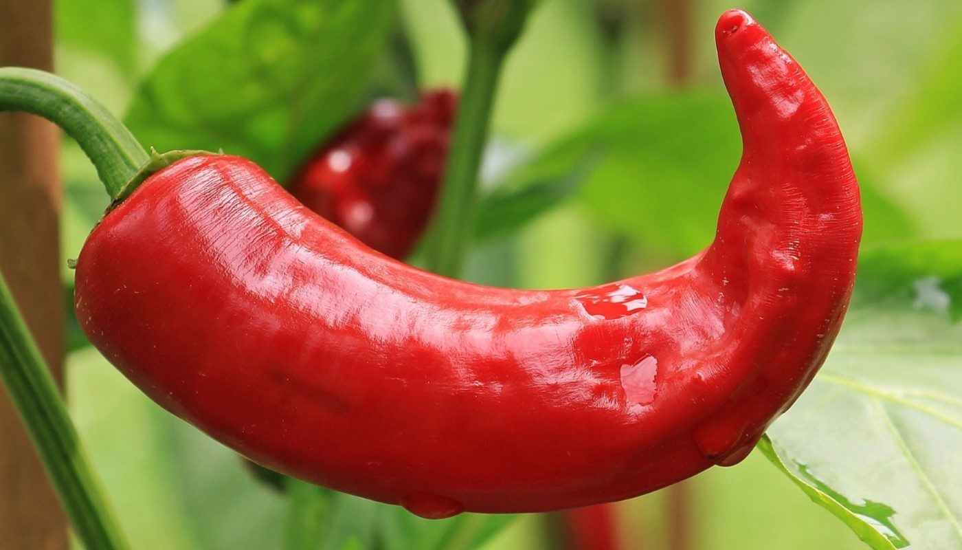 Натуральный стимулятор для семян перцев: эти пищевые отходы ускорят появление всходов