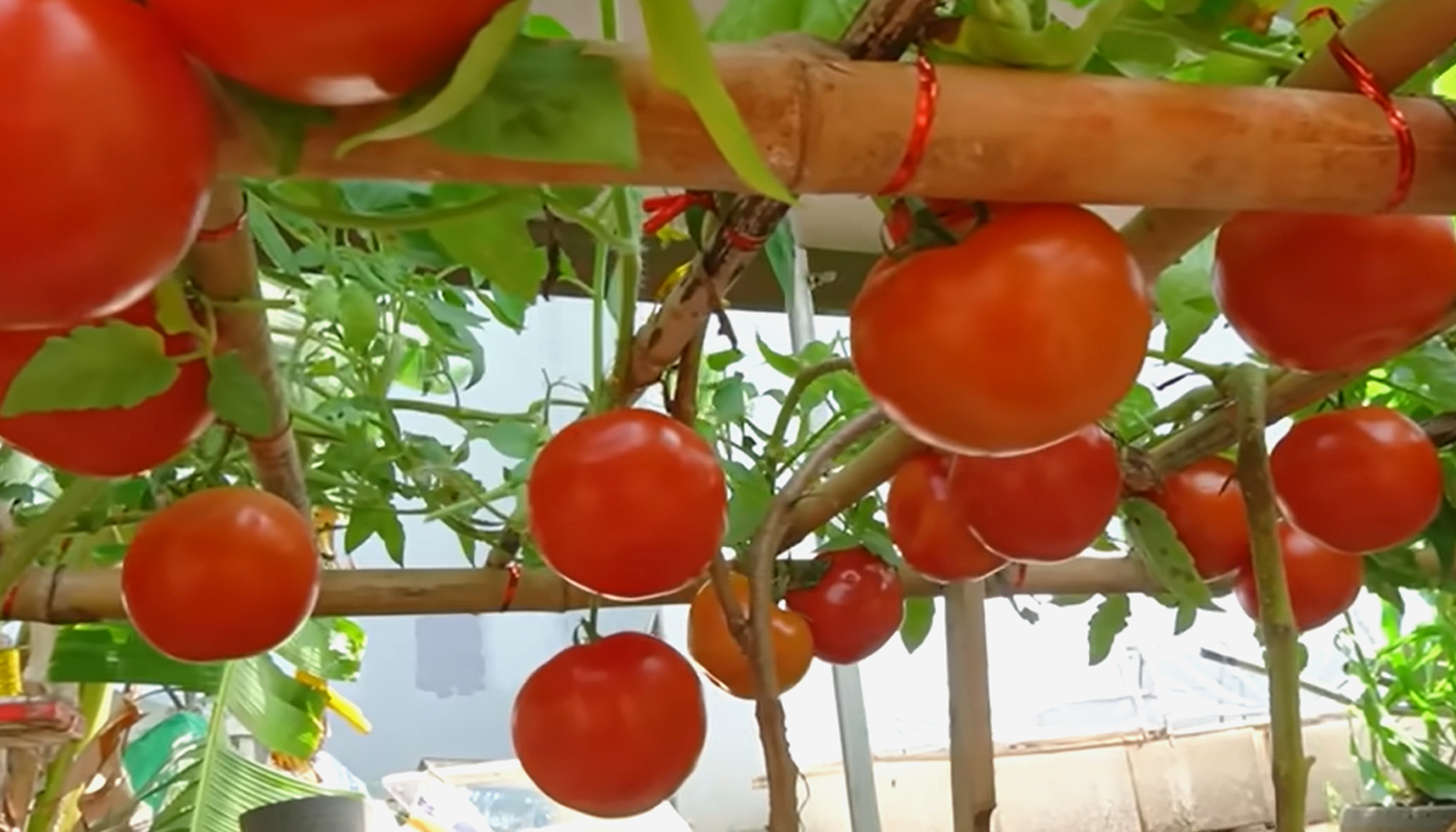 Томаты, которые не нуждаются в прополке: посадили и забыли