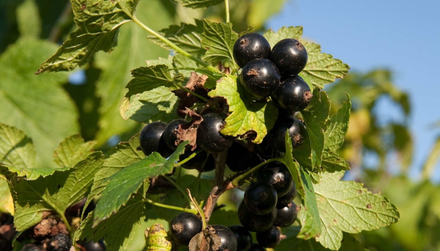 Смородина вырастет размером с вишню: провожу эти 3 мероприятия весной и собираю ягоды ведрами