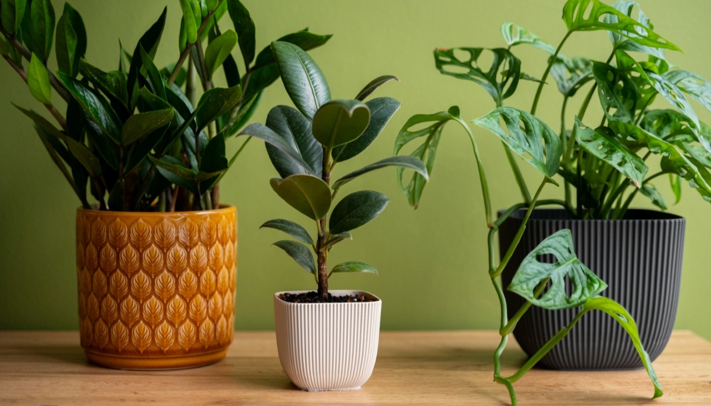 Фикус Бенджамина теряет листья: 4 ошибки в уходе, которые нужно срочно устранить