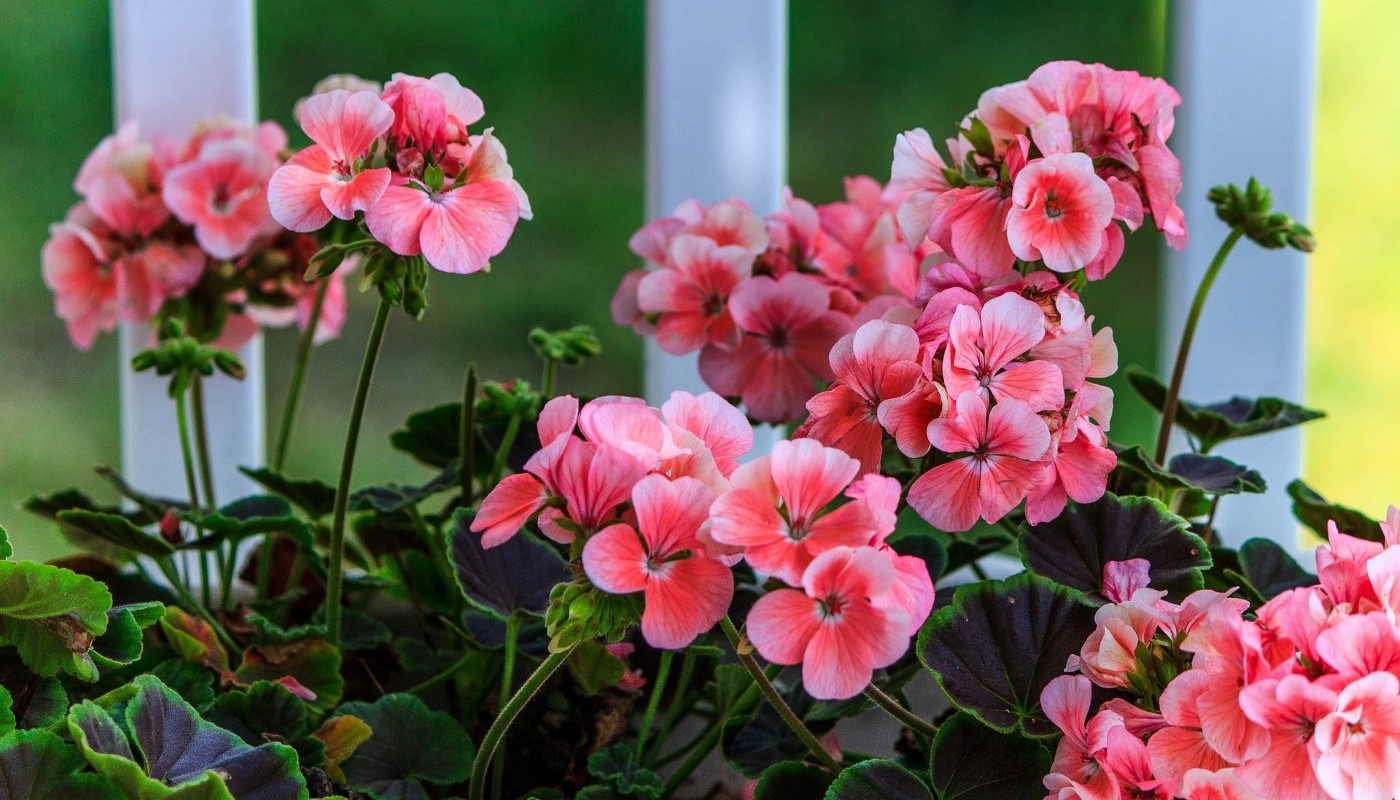 Герань «утонет» в бутонах: внесите в марте этот состав и цветение не остановится до осени