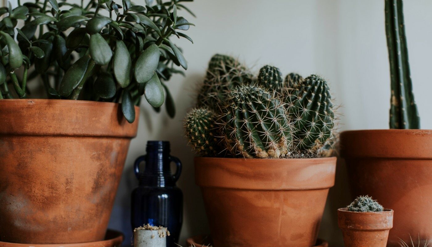 Комнатные цветы воспрянут и начнут усиленно расти: как понять, что пора менять грунт в горшке