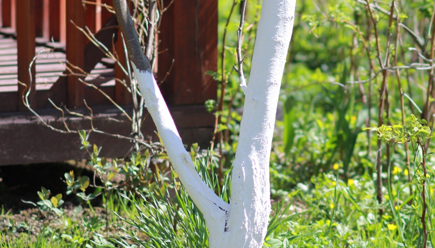 Побелка на яблонях станет держаться все лето: просто добавляю в раствор этот пищевой продукт