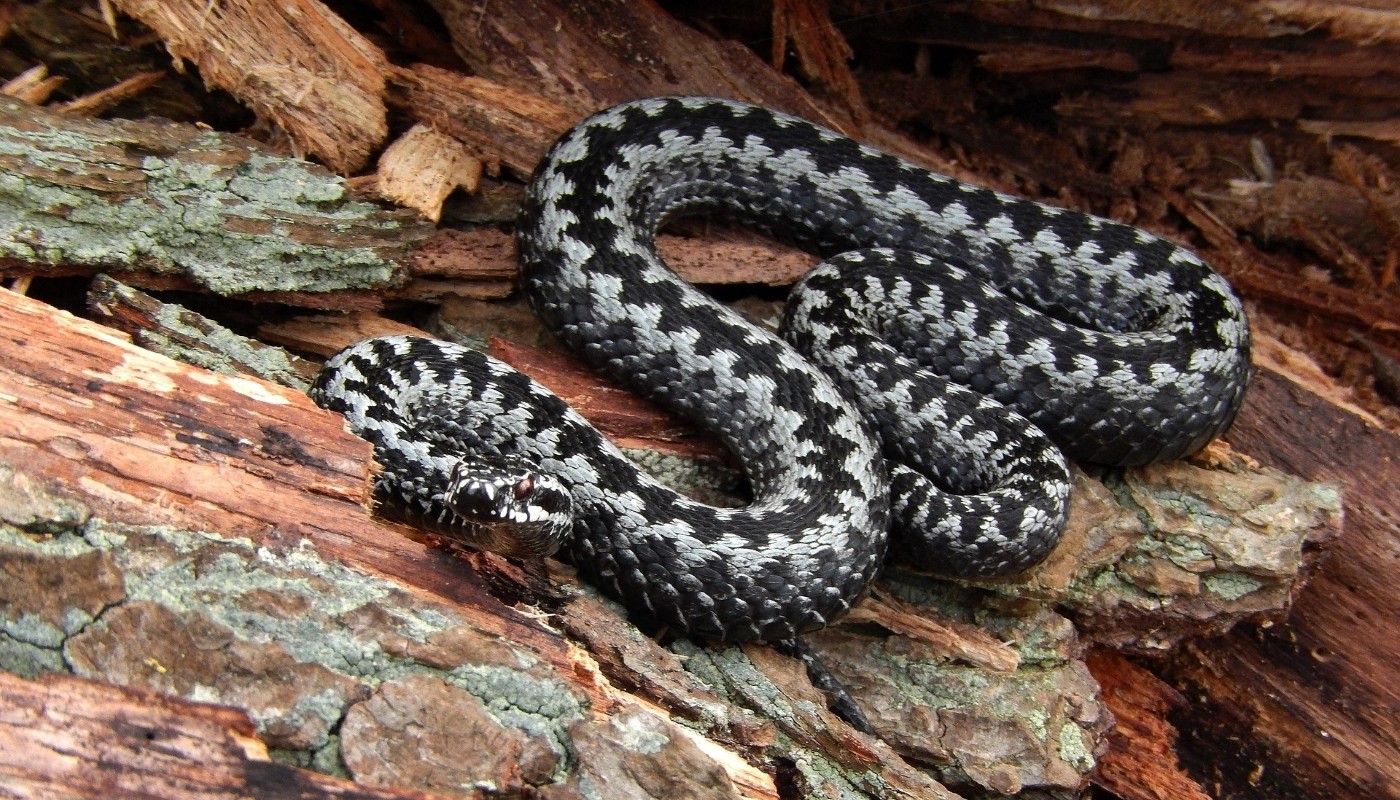 Гадюки сами покинут ваш участок: растения, которые отпугивают змей