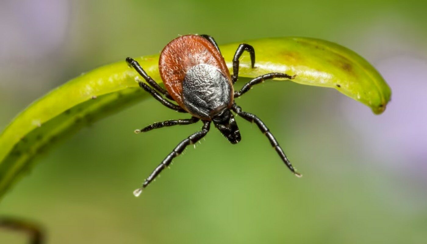 Клещи сами не приблизятся! Намажьтесь этим пахучим аптечным средством — и спокойно идите в самую гущу леса