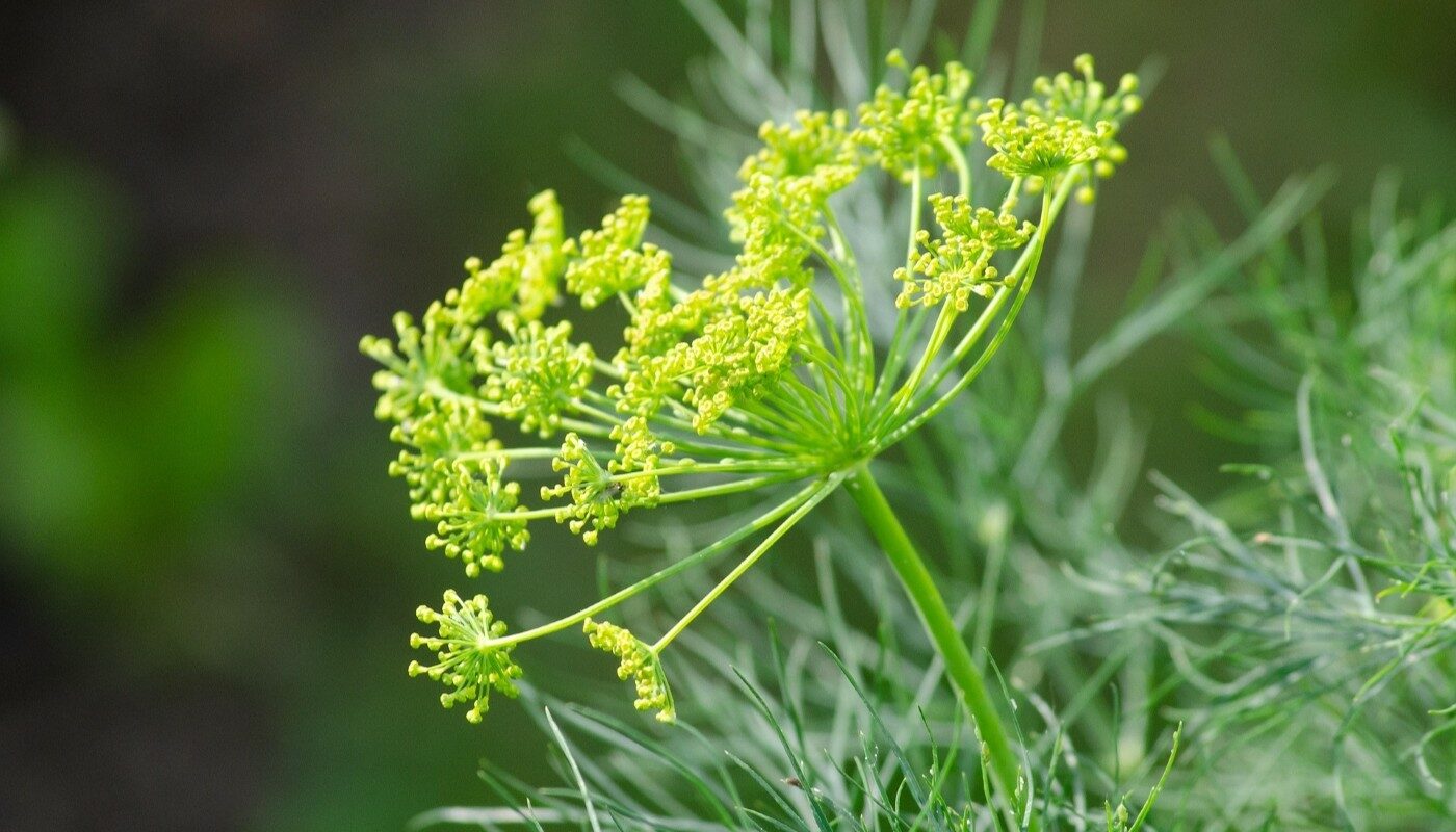 Укроп не желает расти: исправьте эти 3 ошибки и урожай не заставит себя ждать