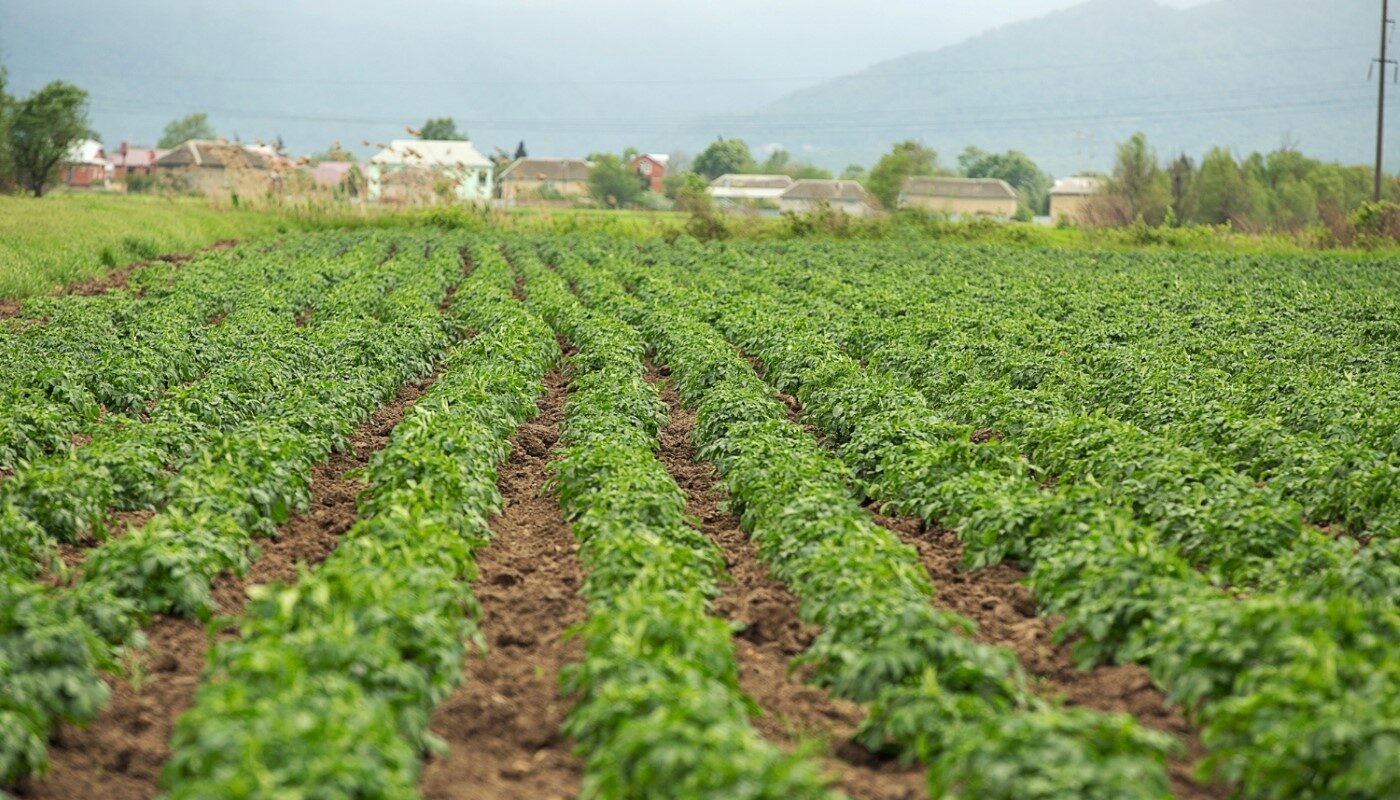 Идеальный огород без сорняков: бросила это старье на грядки и забыла о прополке