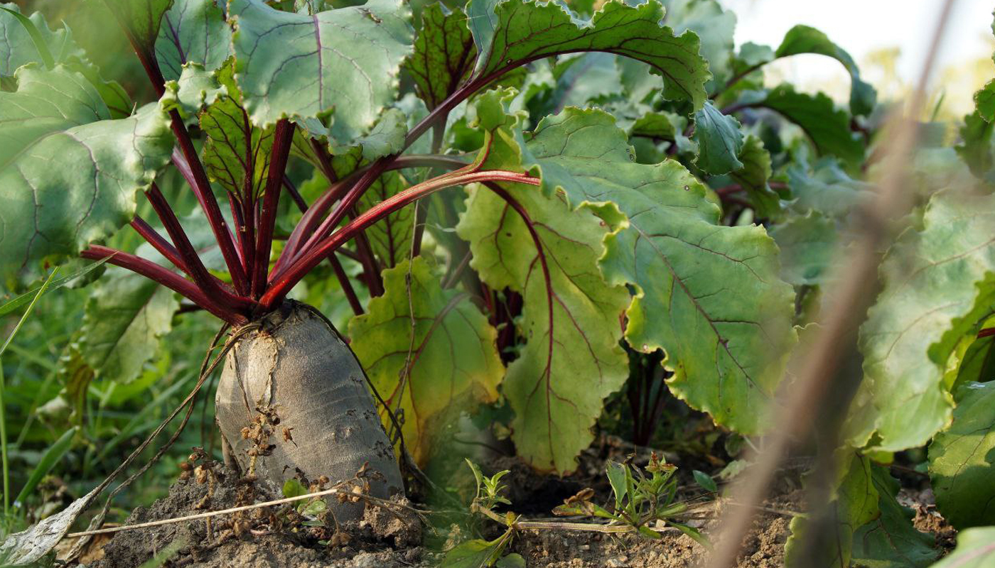 Перцев будет море, а свекла удивит обильным урожаем: теперь только так сажаю эти культуры