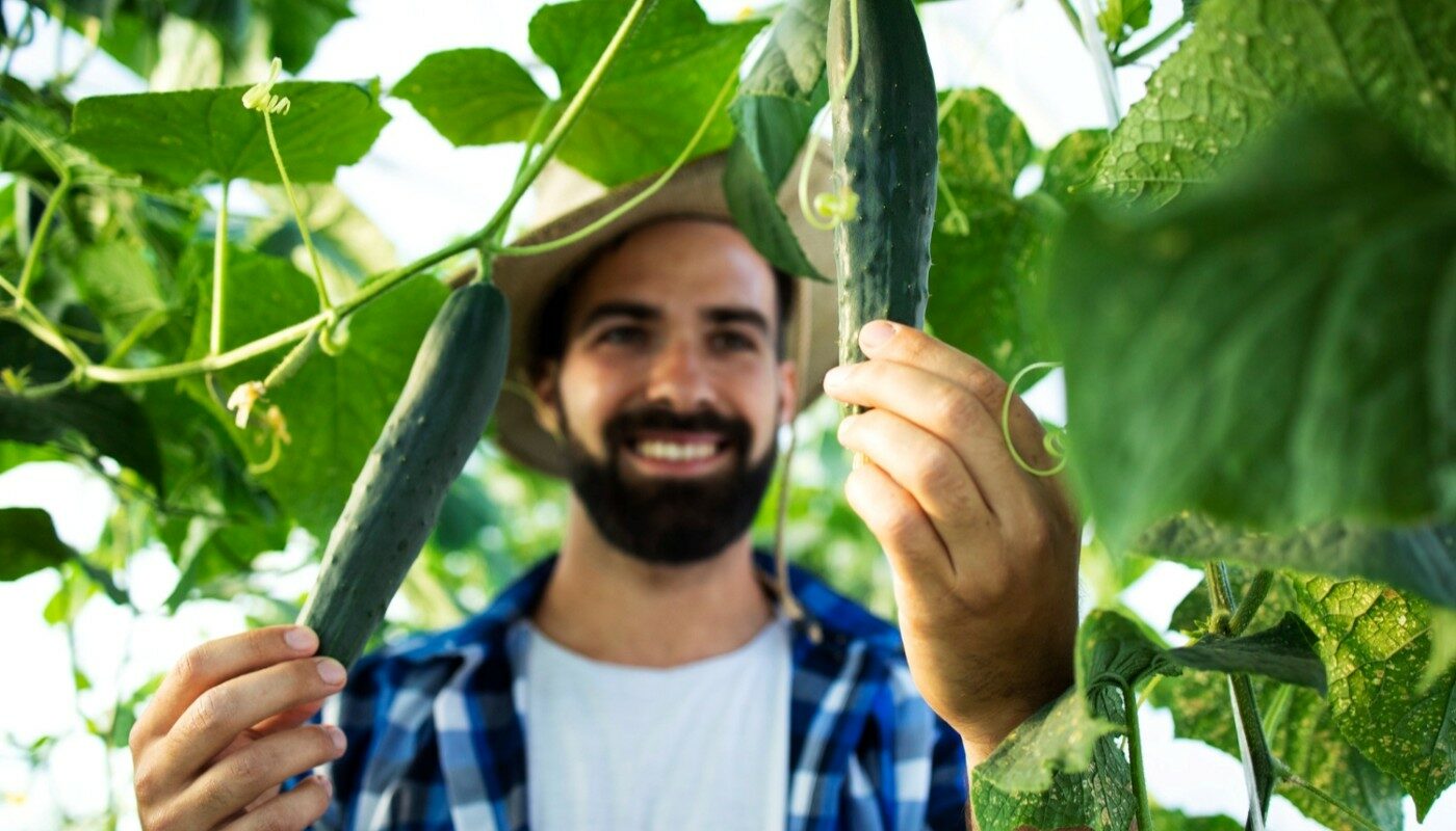 Огурцы станут унылыми и безвкусными: самые худшие «соседи» для огуречной культуры