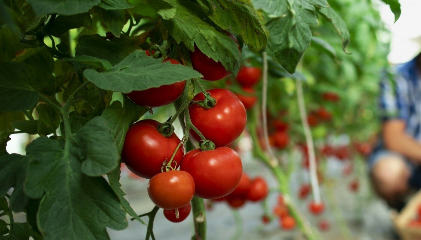 Увеличиваем урожай томатов в 2 раза с одного куста: проверенный метод
