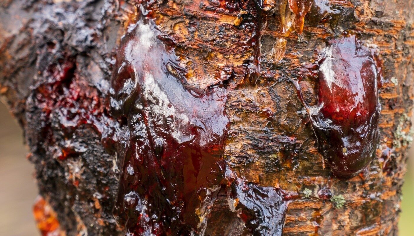 Слива «плачет» янтарными каплями по стволу: медлить нельзя, дереву нужна скорая помощь