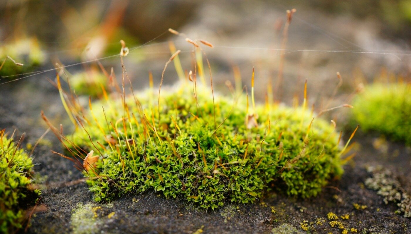 Мох на участке сразу перестанет расти: народное средство за 5 копеек быстро очистит территорию