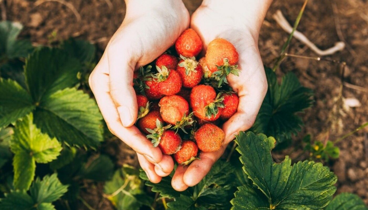 Долгоносик не приблизится к клубнике до конца сезона! Опрыскайте грядку этим средством 3 раза