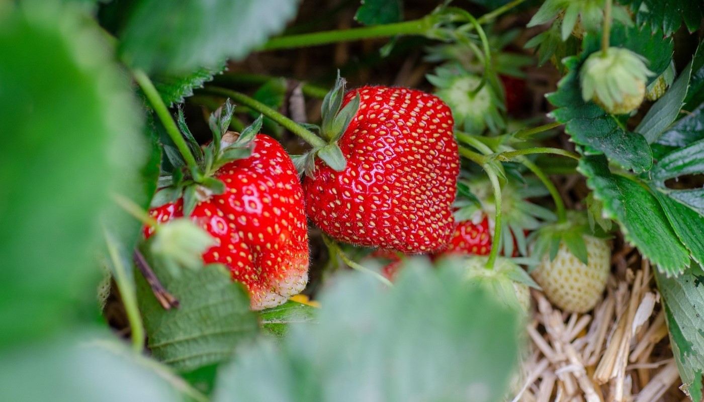 Не покупайте больше трех кустов клубники: через год у вас и так будет целая грядка