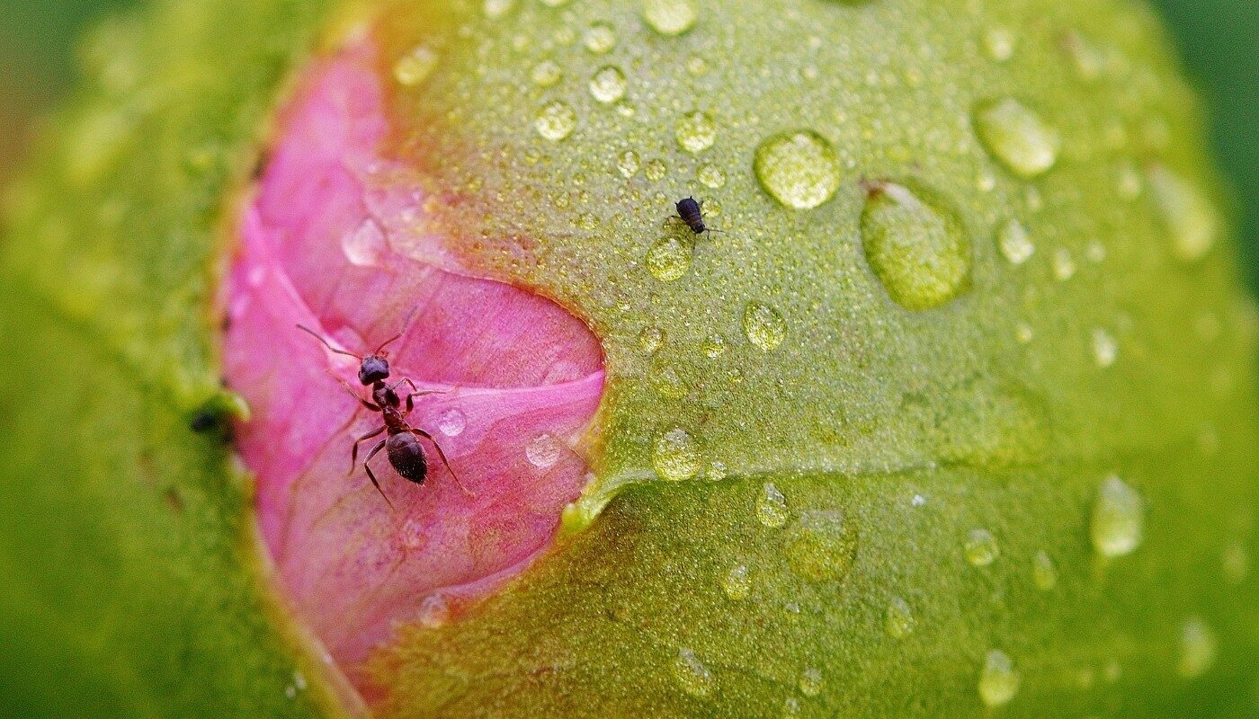 Муравьи на пионы больше не полезут: эти копеечные средства спасут растения