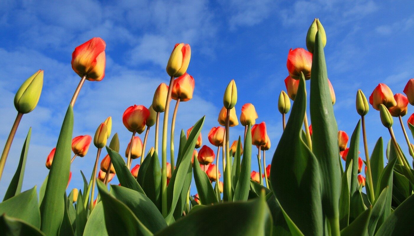 Тюльпаны, как из Голландии: эта подкормка заставит цвести даже капризные растения