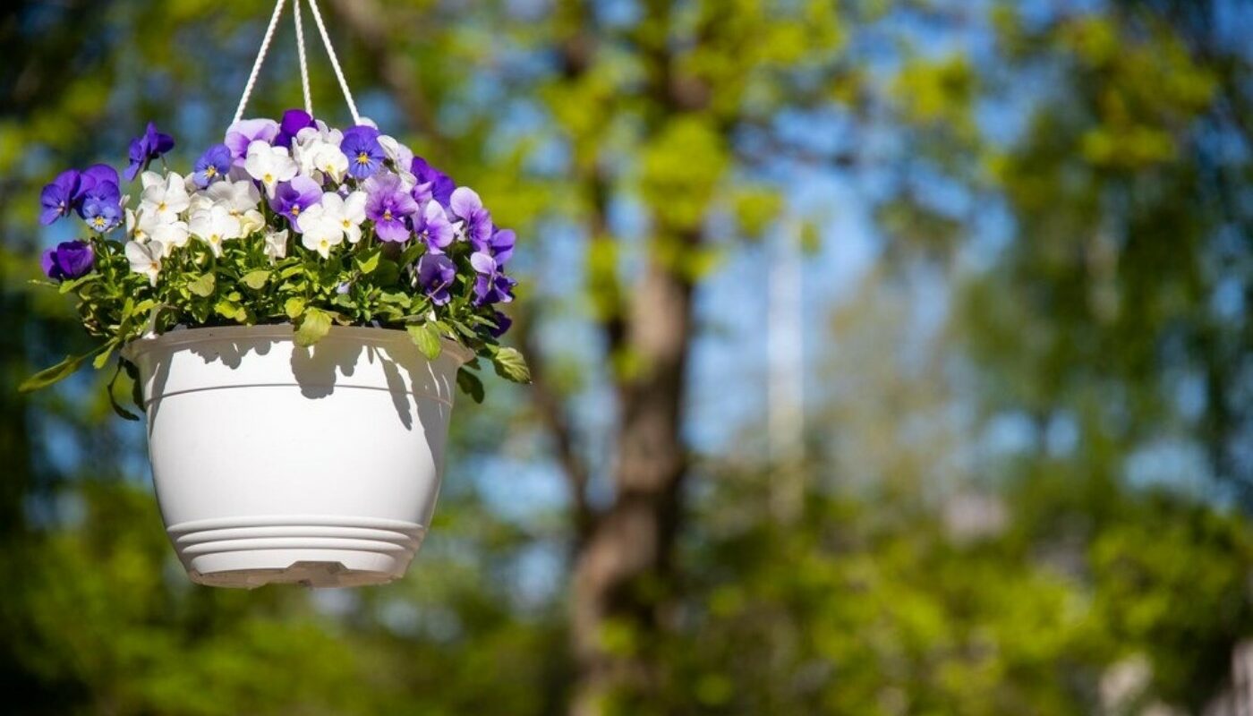 Этим цветам клумба не нужна! Топ-6 роскошных многолетников, которые на даче можно разводить в горшках