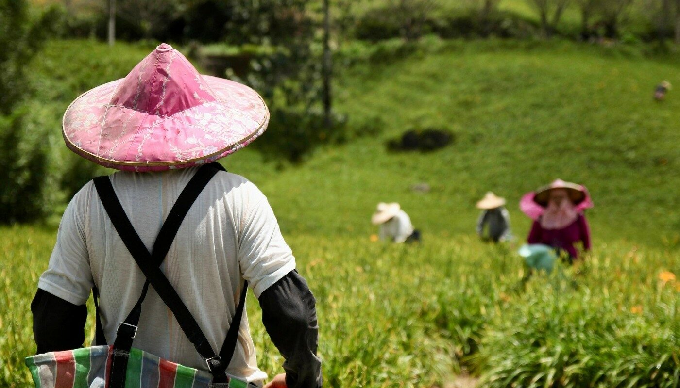 Заменит навоз и компост: смесь для удобрения грядок из Японии