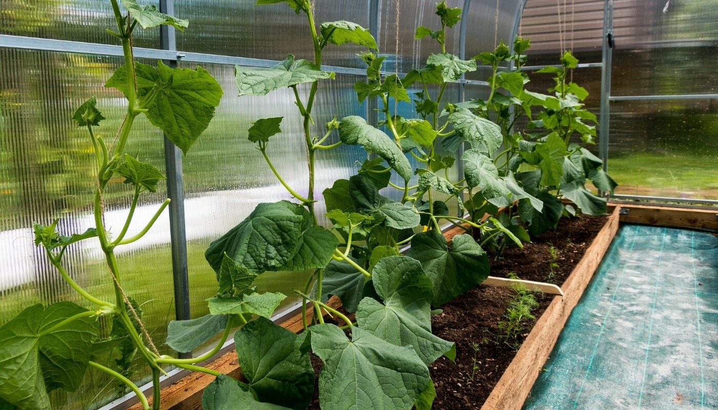 Зеленая «плесень» в теплице: проверенные способы убрать ненужную растительность