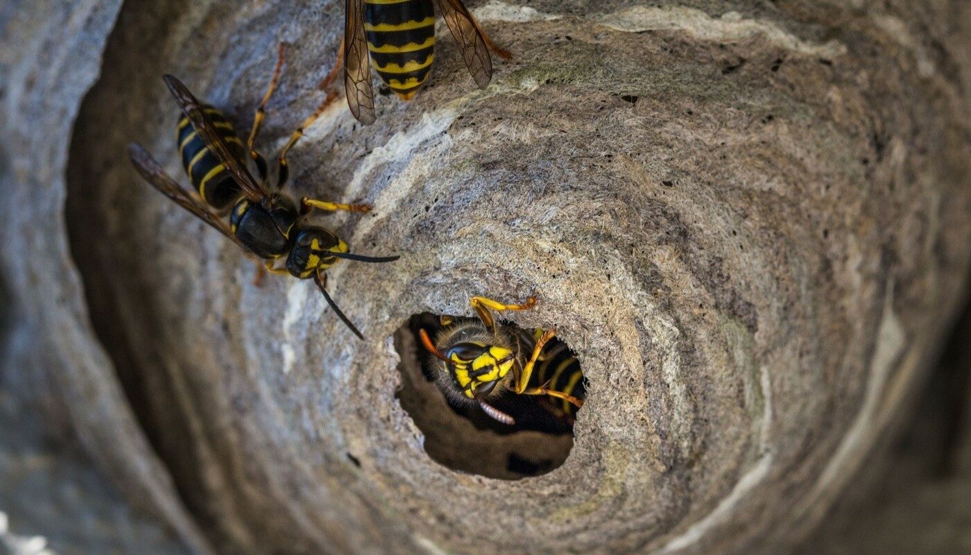 Осы докучать перестанут: сделайте это весной, и весь сезон живите спокойно