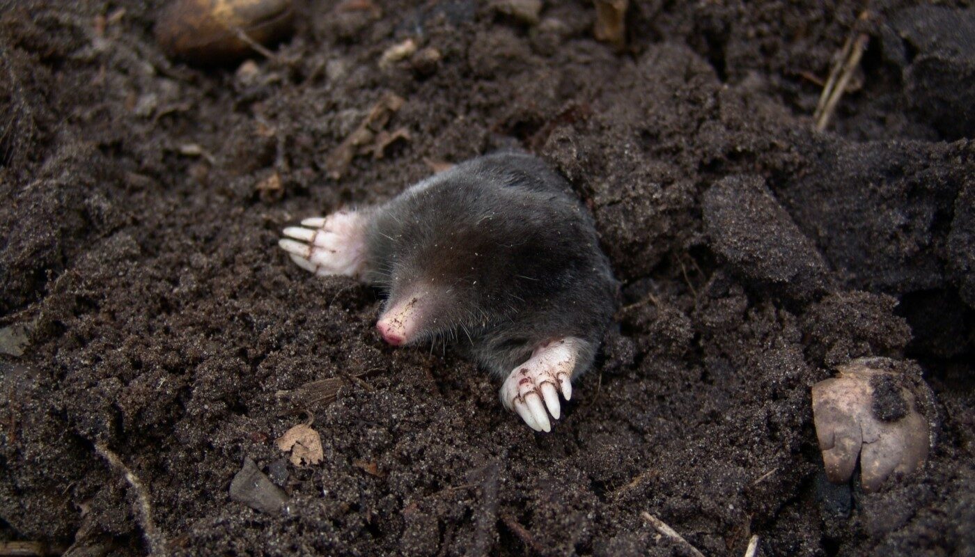 Кроты не пройдут: эти народные методы перекроют вредителям доступ на участок