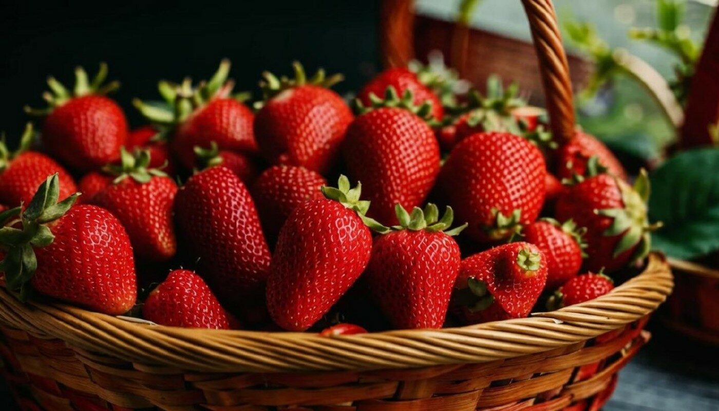 Клубники будет «море»! Нужно только правильно уложить спанбонд на грядку