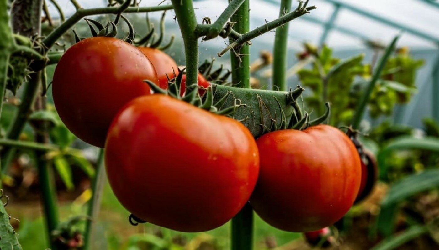 Помидоры обрадуют урожаем! По народным приметам высаживайте рассаду томатов только в это время