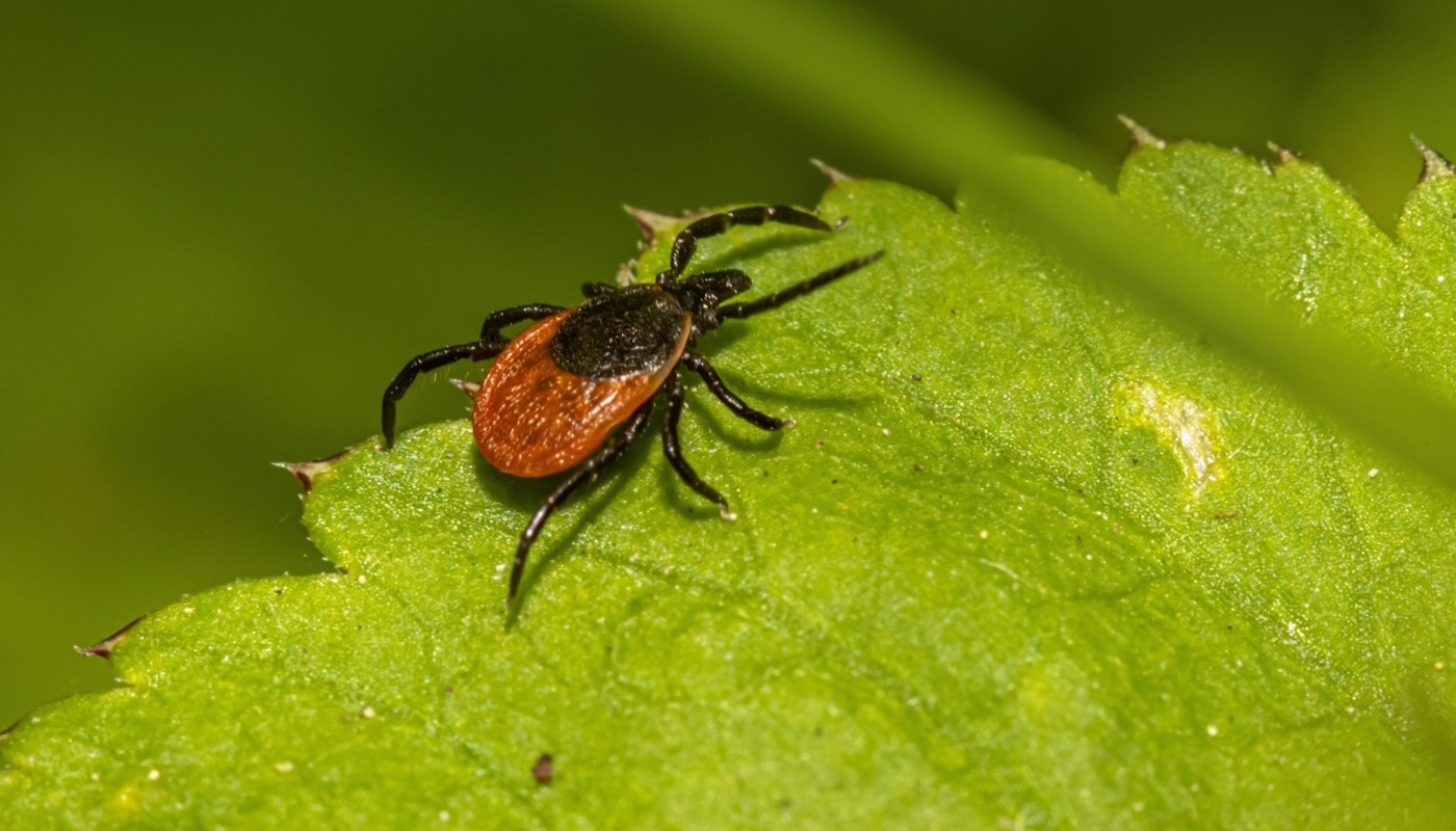 Клещей моментально парализует: мощное народное средство для защиты от вредителей