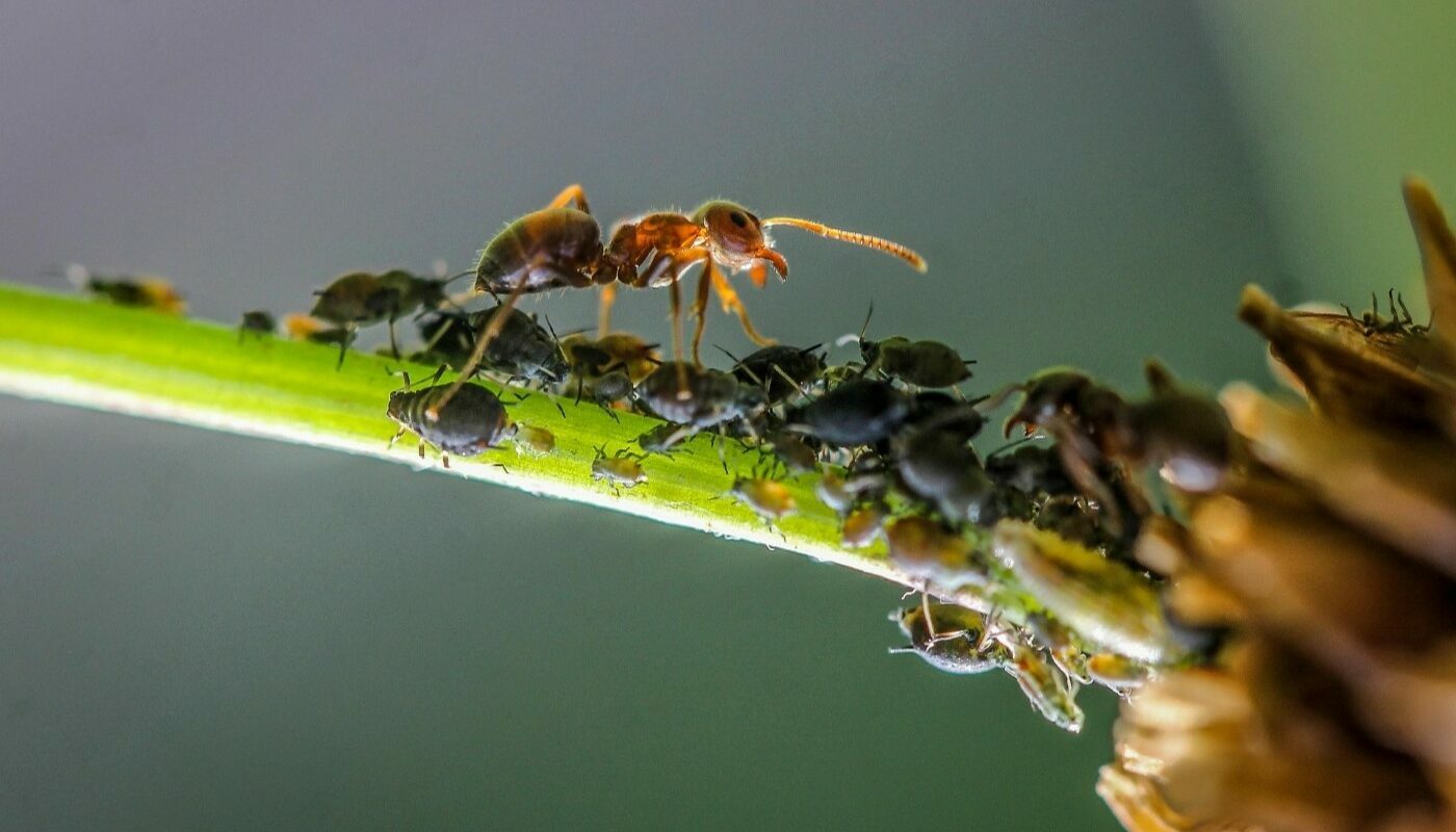 Муравьи и близко к растениям не подойдут: этот мусор теперь весь год собираю