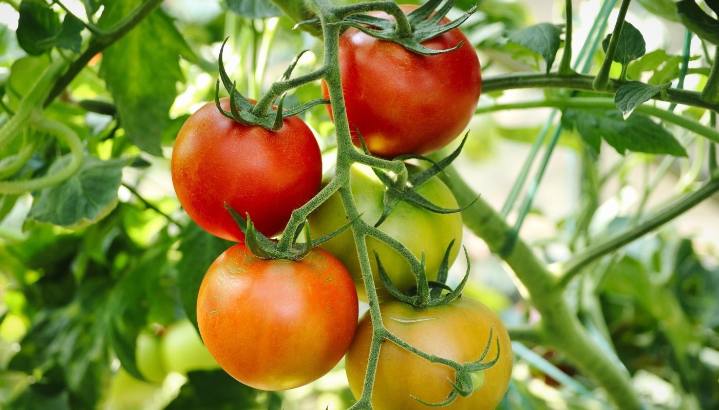 Когда можно сажать рассаду томатов на грядки: советы от агронома