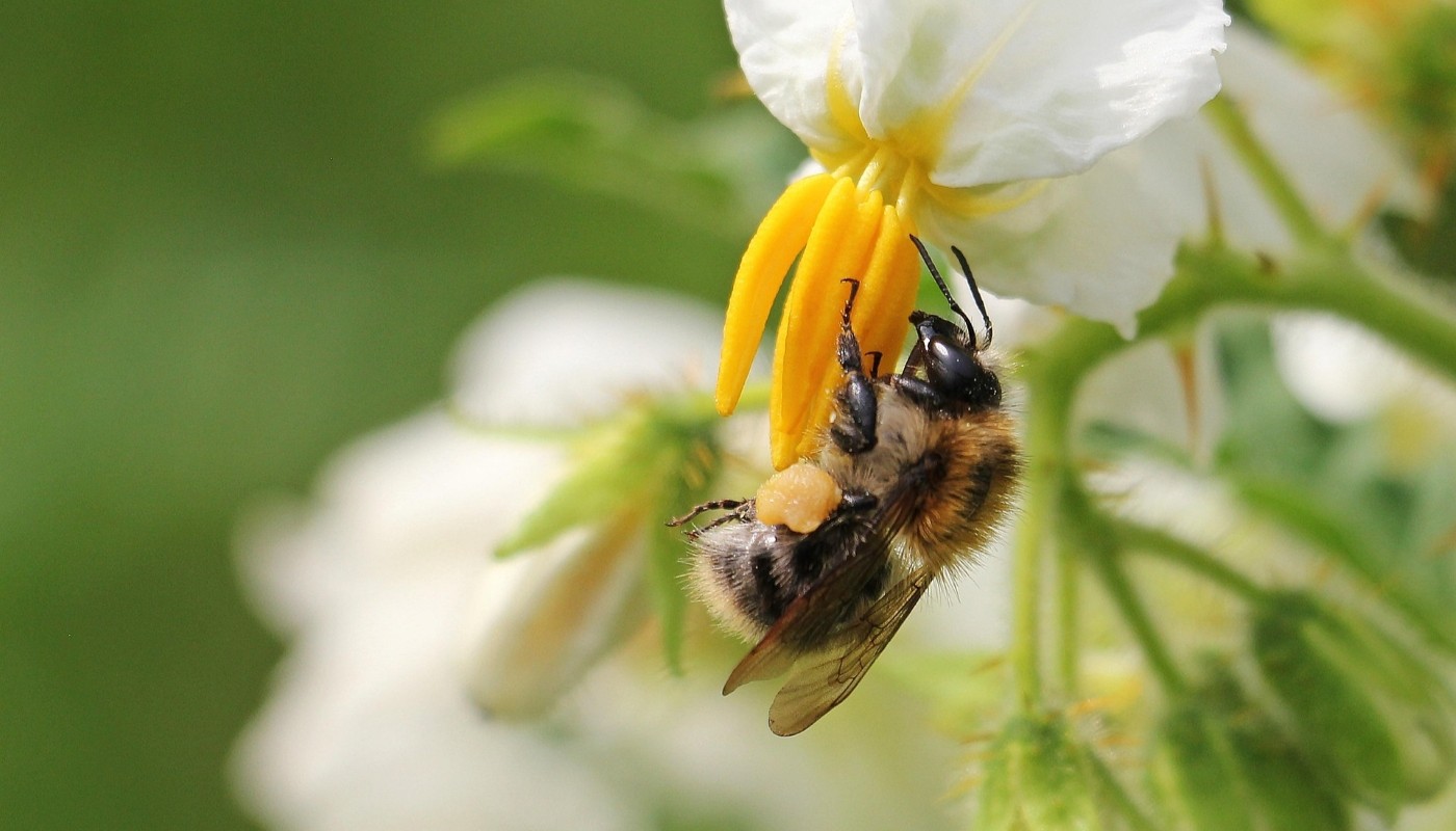 Удачный день: лунный календарь для огородников на 30 апреля 2025 года