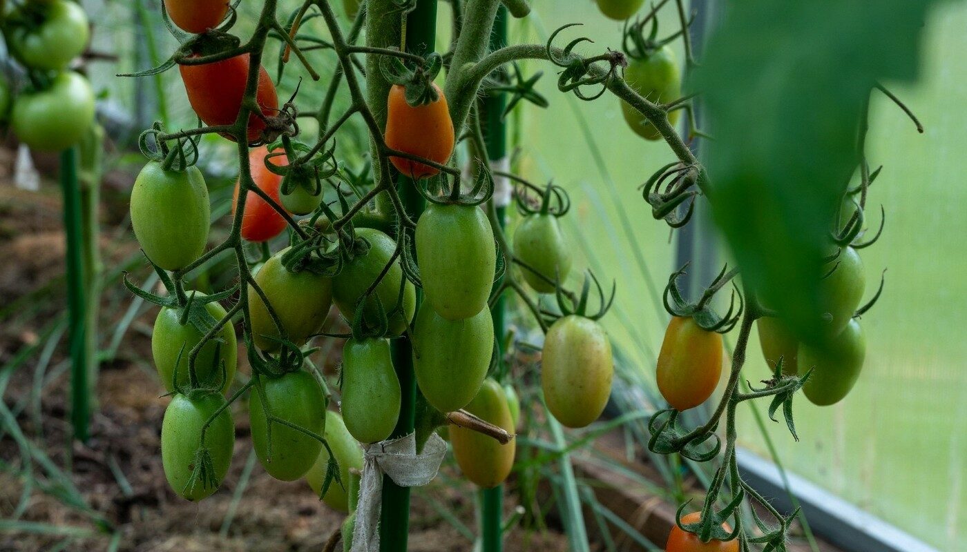 Пересаживаем томаты в огород: лунный календарь на май и июнь 2025 года, лучшие даты