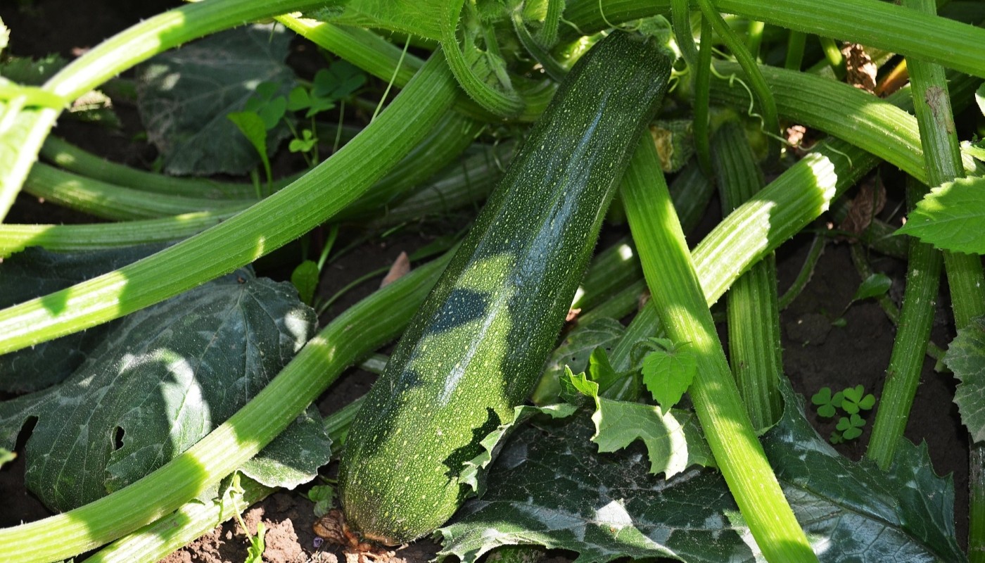 Кабачки порадуют щедрым урожаем: эти растения заставят культуру плодоносить без остановки