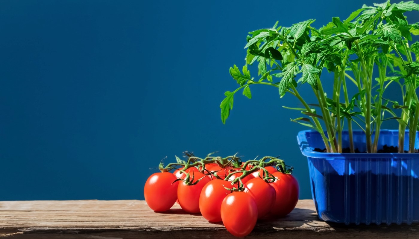 Даже хилая рассада томатов пойдет в рост: всего 1 таблетка и кусты станут мощными