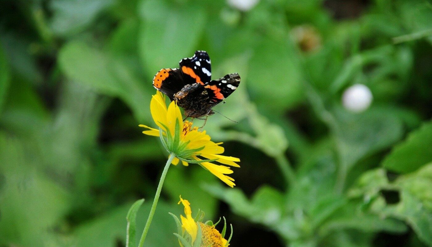 Сеем или выдираем: лунный календарь для огородников на 18 апреля 2025 года