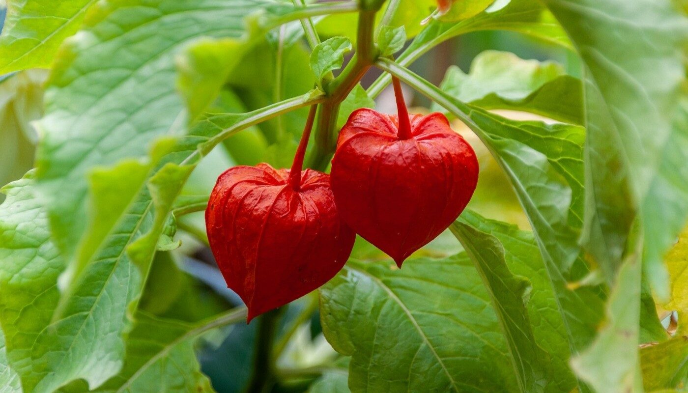 Топ – 5 бесполезных огородных культур: только время зря потратите