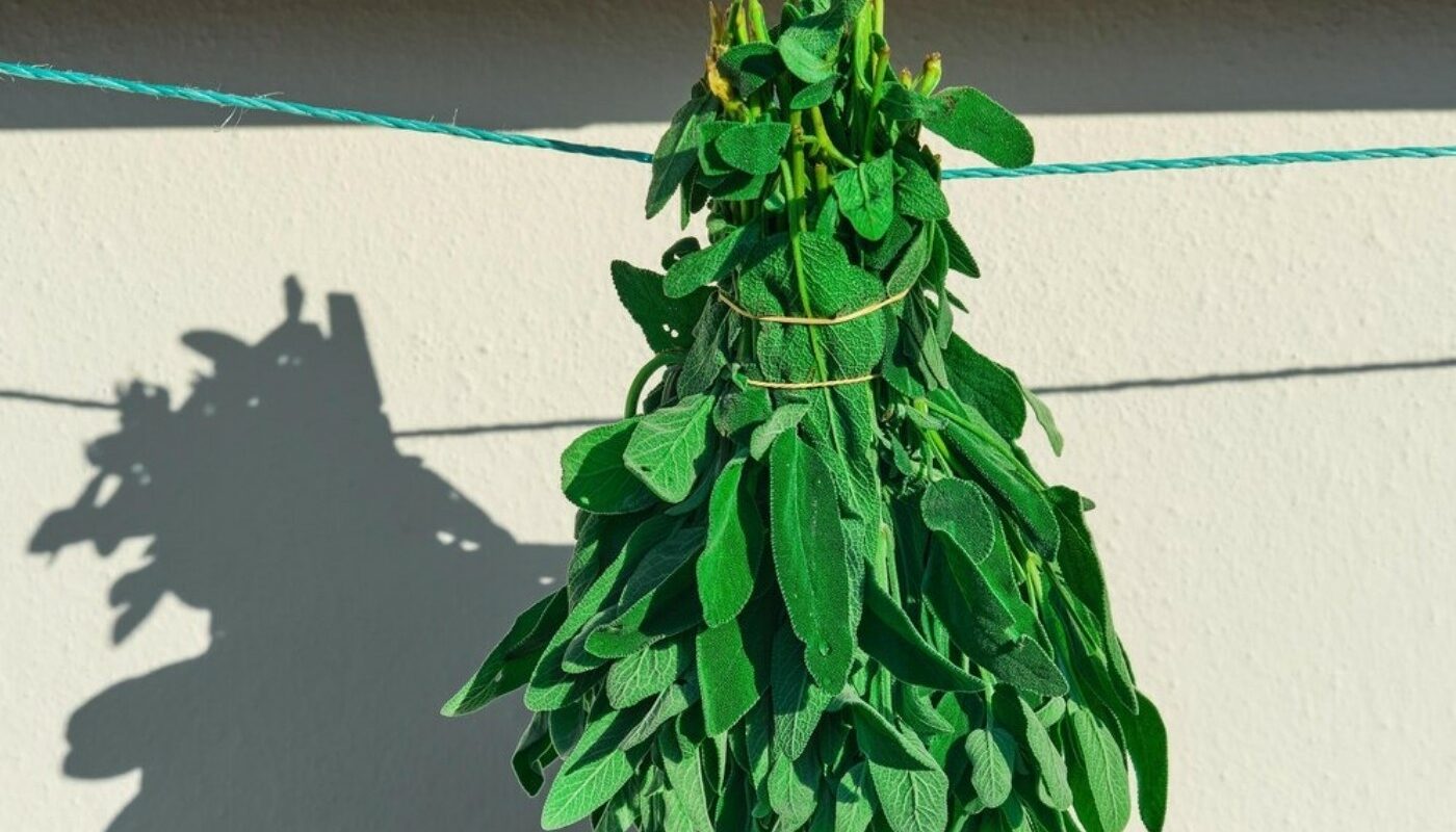 Дубовый, еловый или из этого дерева? Какой веник для бани полезнее: 5 самых популярных веников