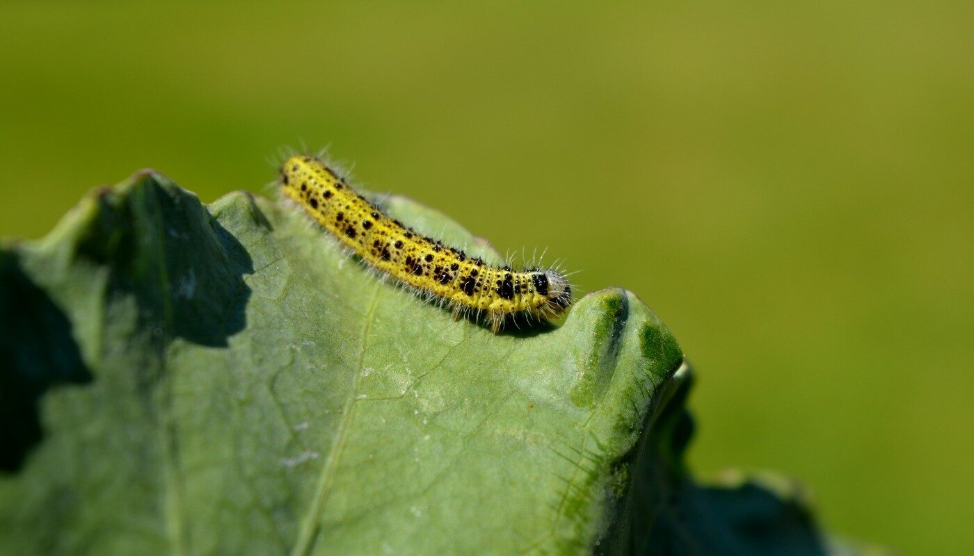 Гусеницы и слизни капусту не тронут: это домашнее средство работает лучше, чем химия