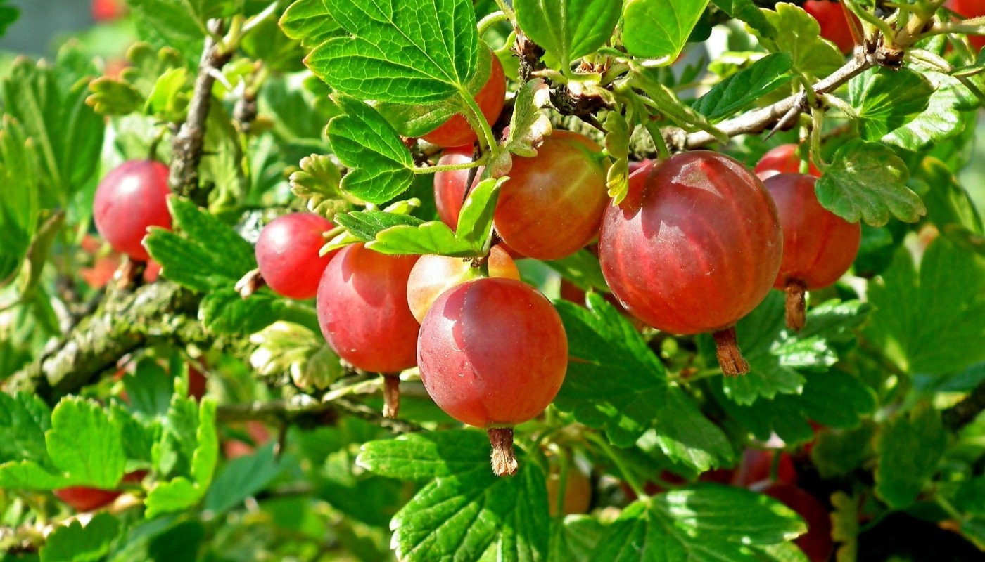 Крыжовник вырастет размером с вишню: необычная подкормка для кустарника