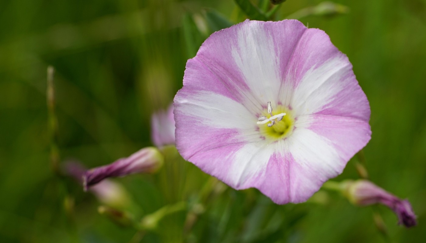 Вьюнок сам расти перестанет: просто сыплю под деревья это удобрение