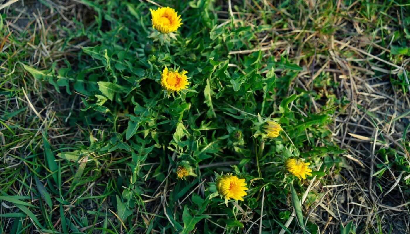 Без соли и уксуса: эти методы уничтожат сорняки лучше, чем химия