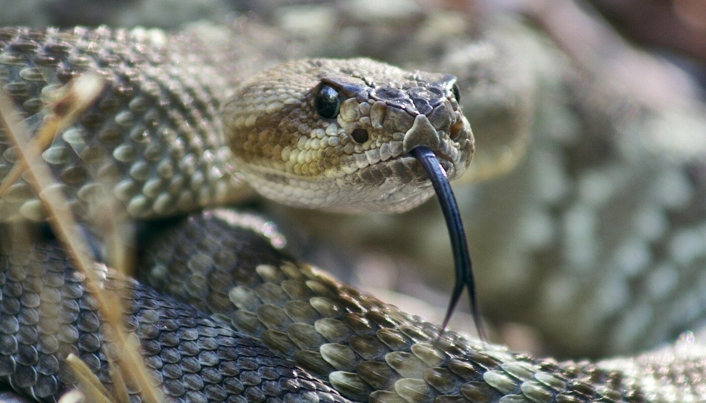 Наткнулись на гадюку: эти правила помогут сохранить здоровье
