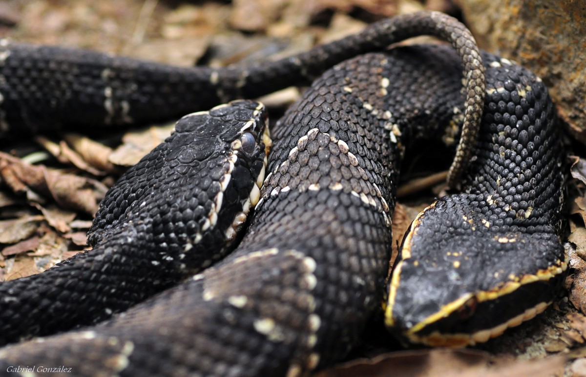 Укус змеи: что делать до приезда врачей и чего категорически нельзя