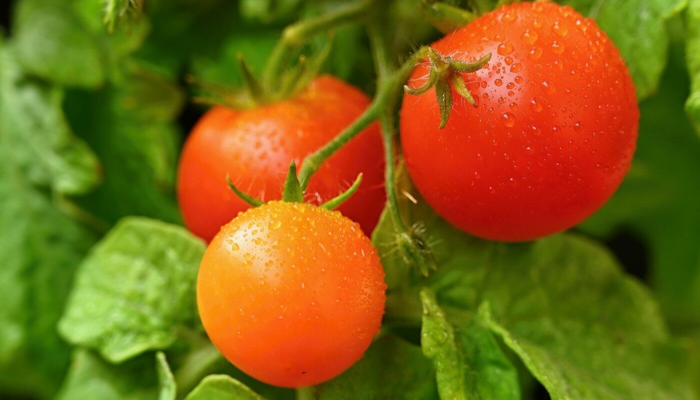 Фитофтора отступит навсегда: это бесплатное средство давно используют опытные дачники