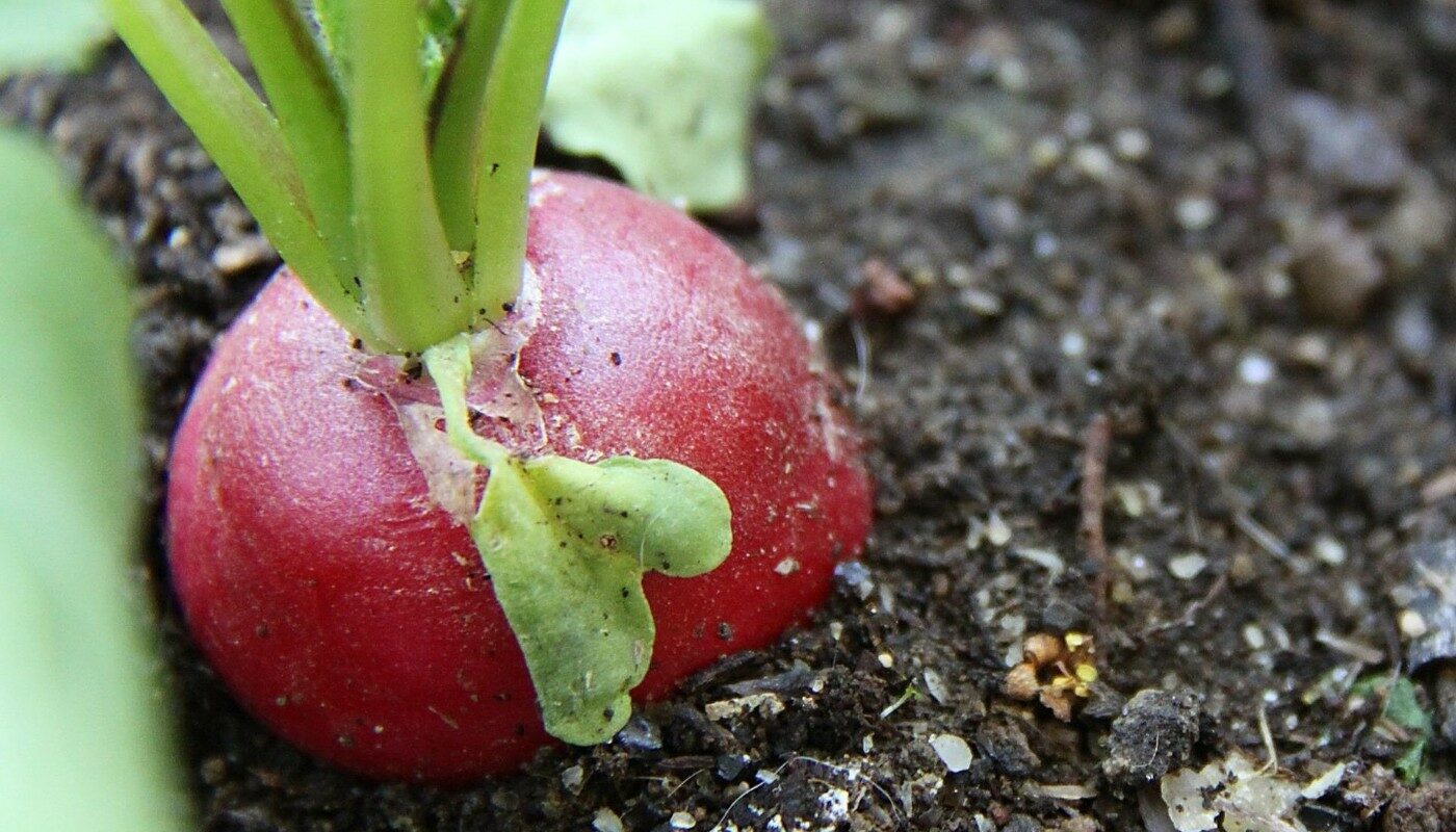 Редис размером с яблоко: эта подкормка поможет получить качественный урожай