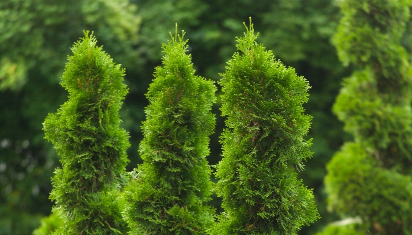 Туя распушится и позеленеет: эта подкормка уберет желтизну и сделает хвою здоровой