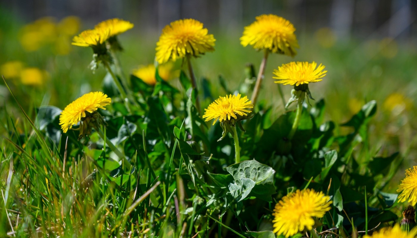 Одуванчики больше не выкашиваю: эти сорняки огородники ценят на вес золота