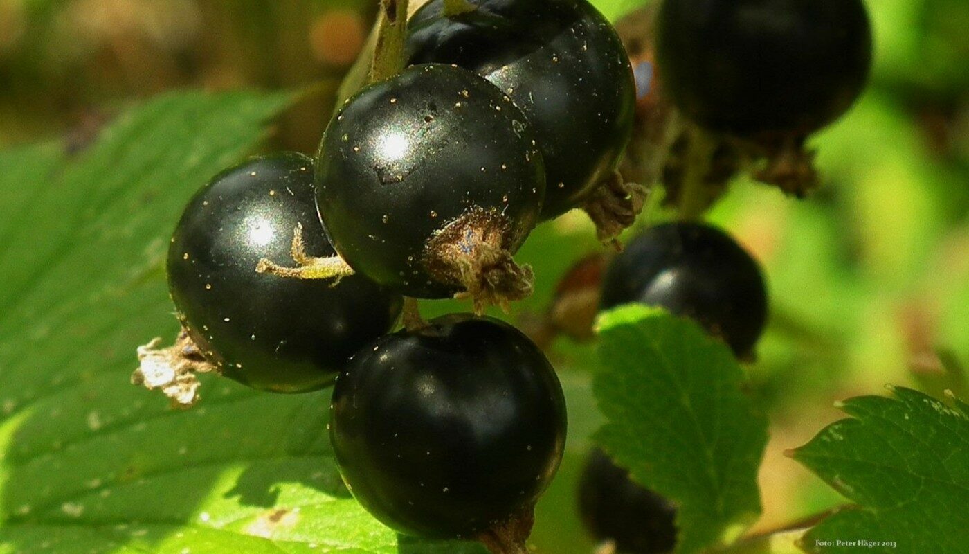 Смородина удивит обильным урожаем: выливаю эту смесь под куст сразу после цветения